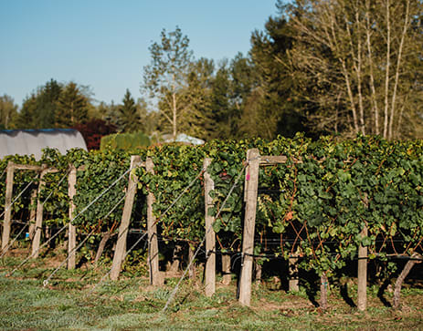 Award-Winning Wines Produce On-Site