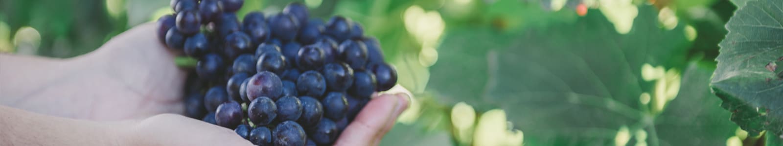 Backyard Vineyards